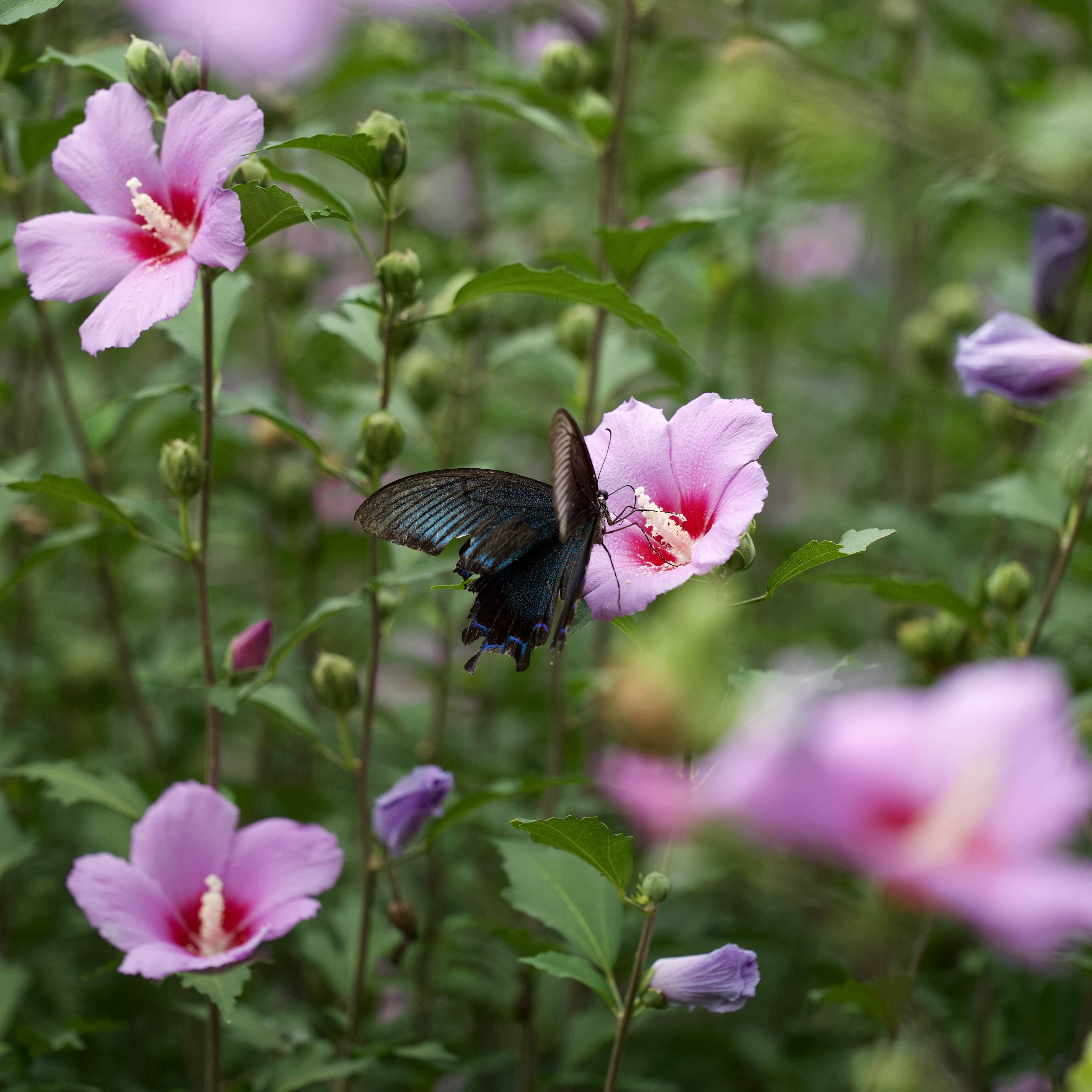 Hibiscus