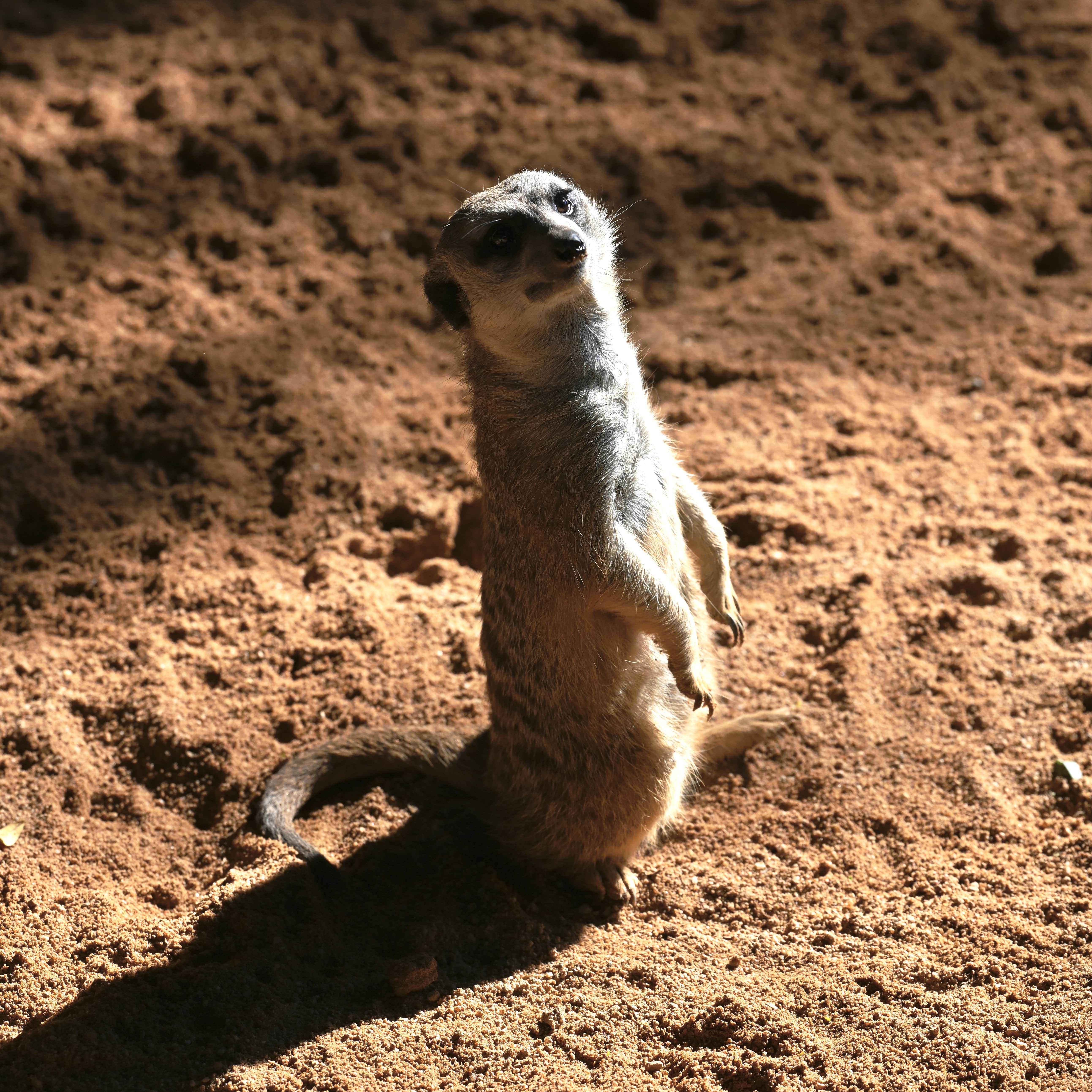 Suricate