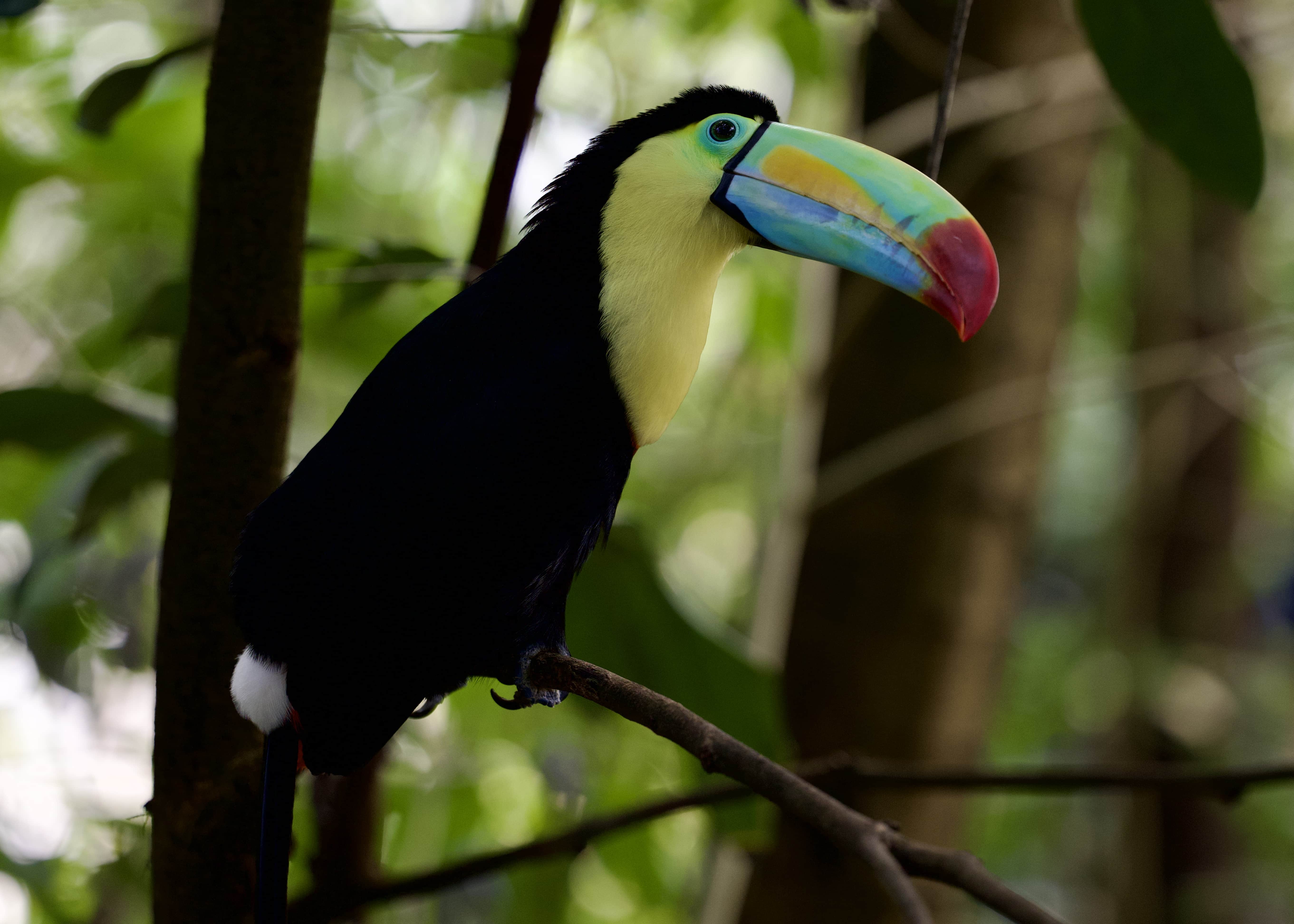 Toucan