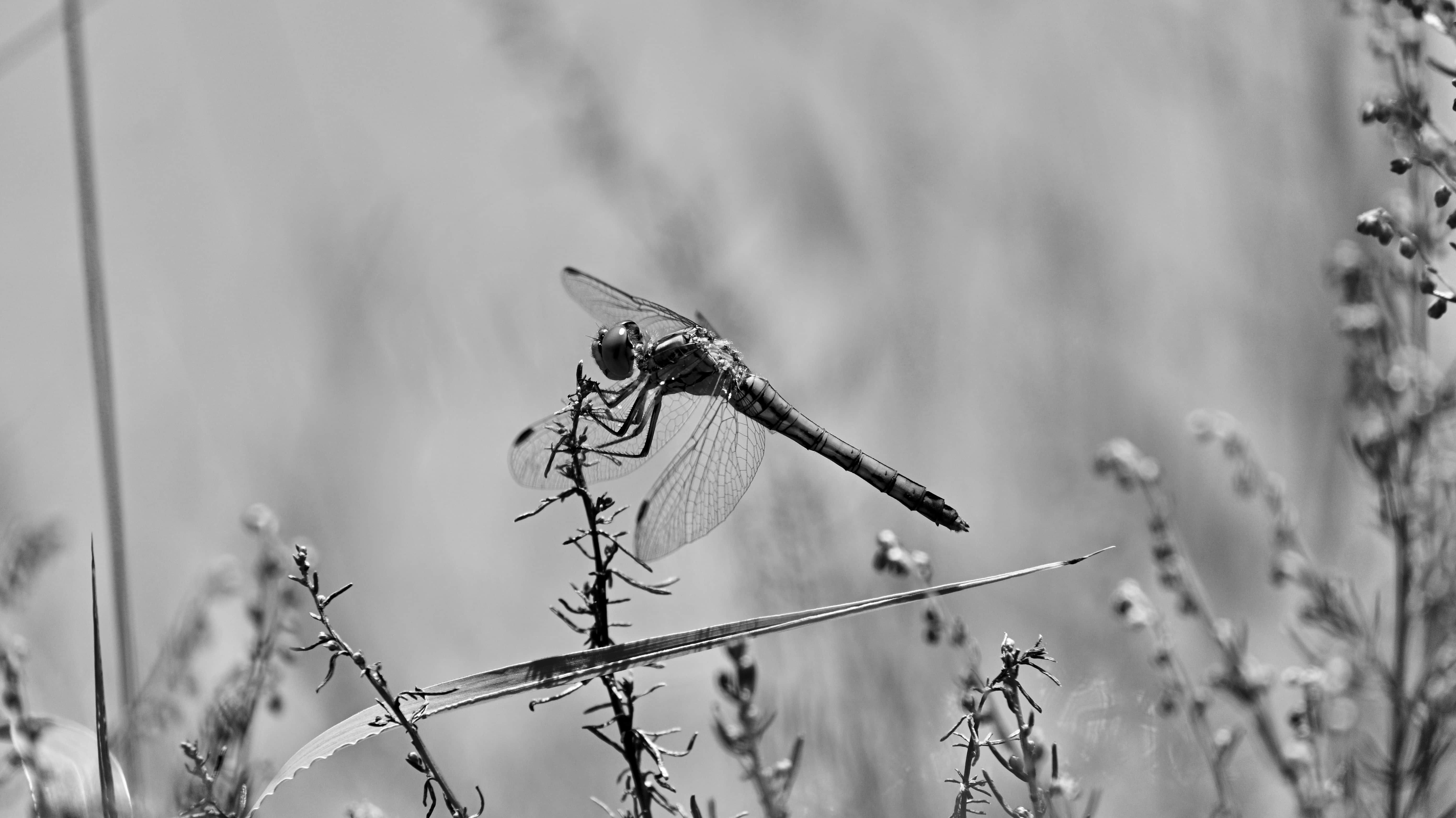 dragonfly