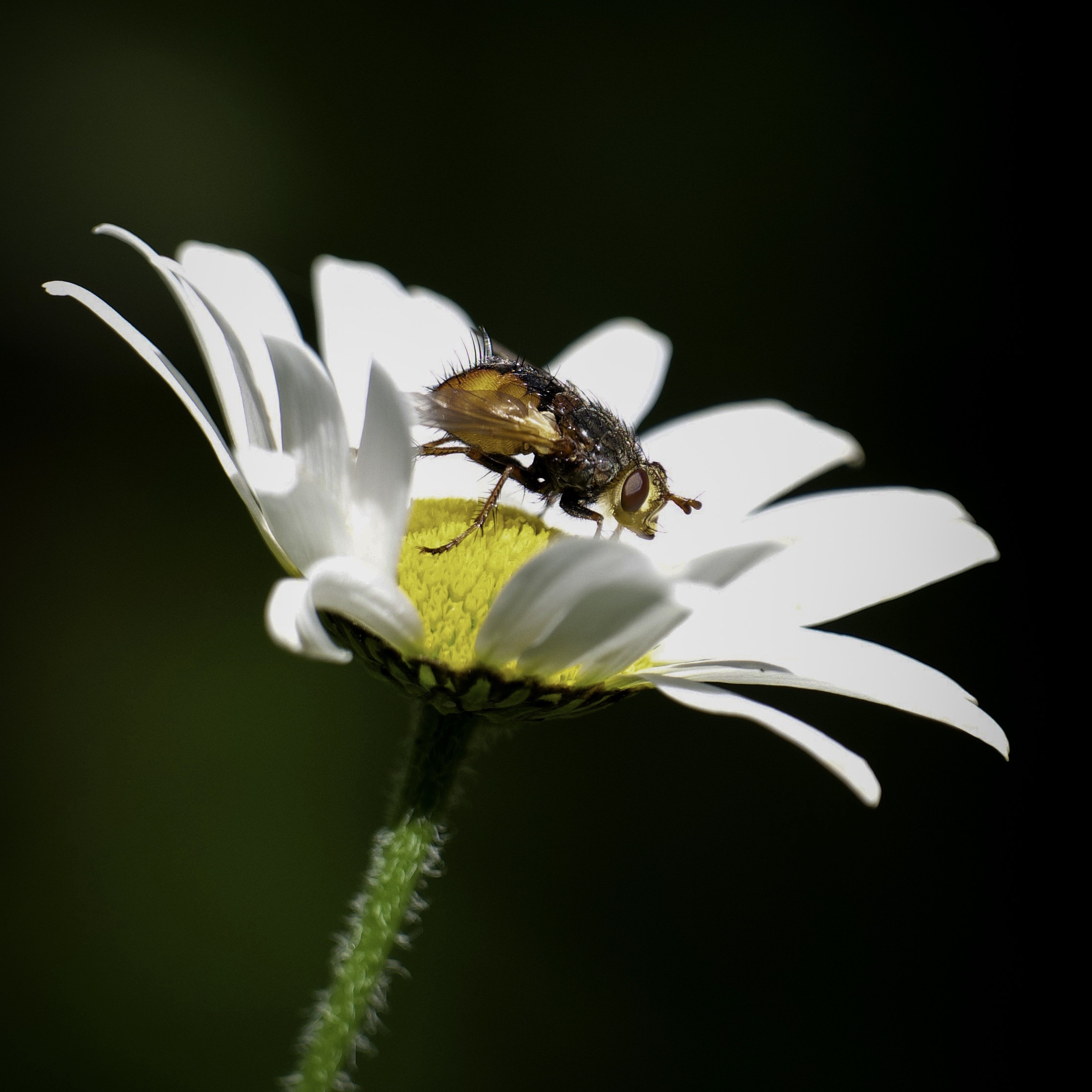 fly_on_flower