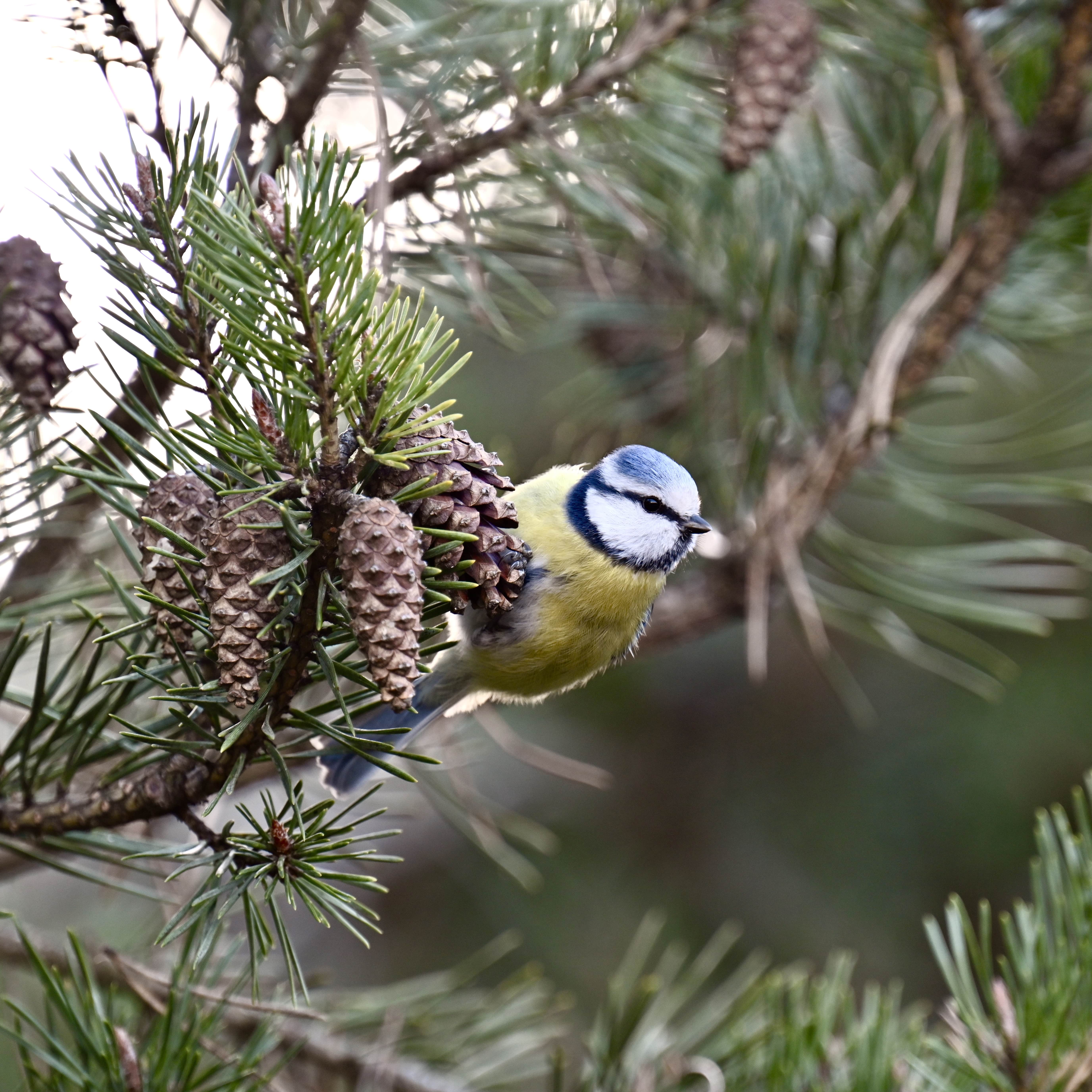 oiseau_mesange_bleue