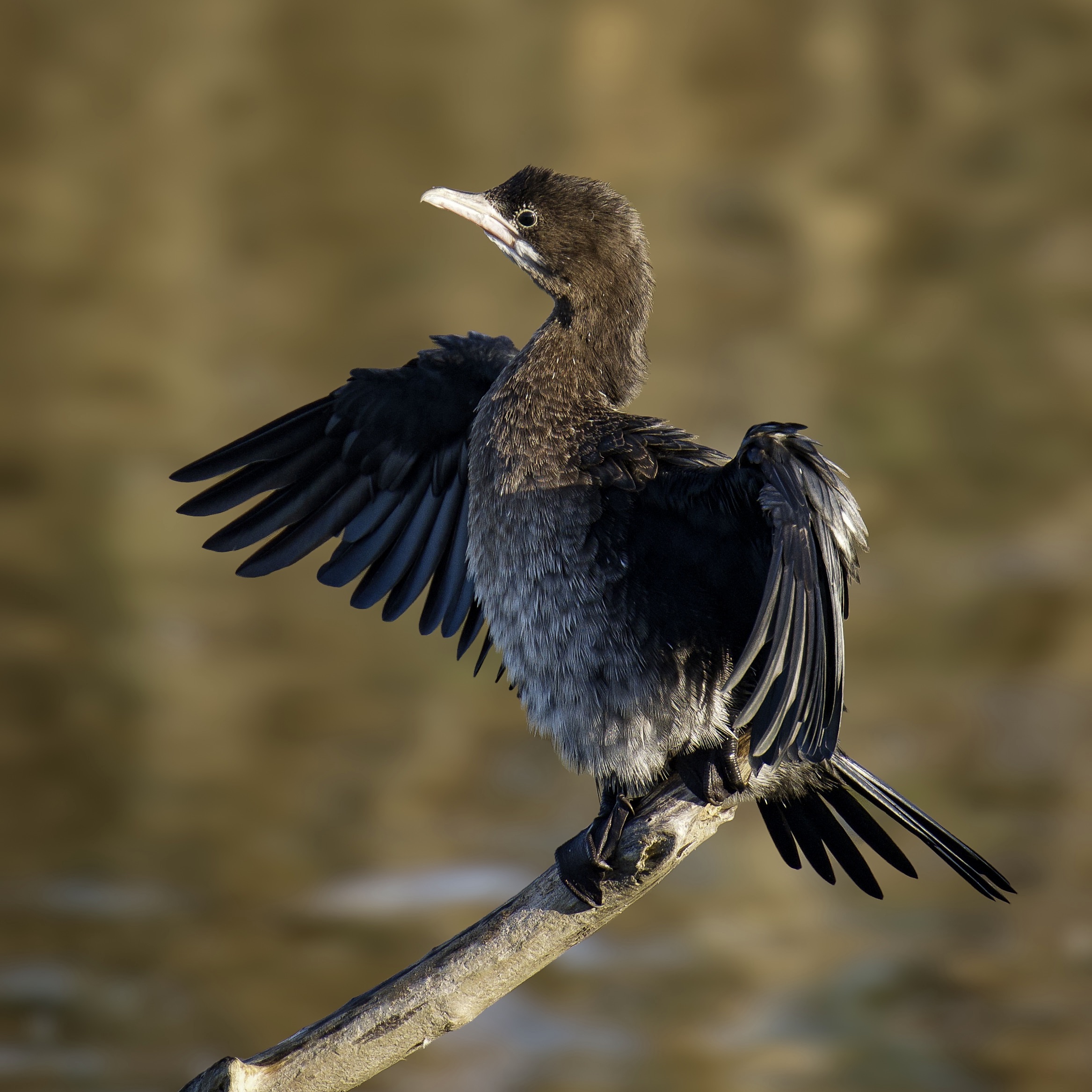 Poised Cormorant