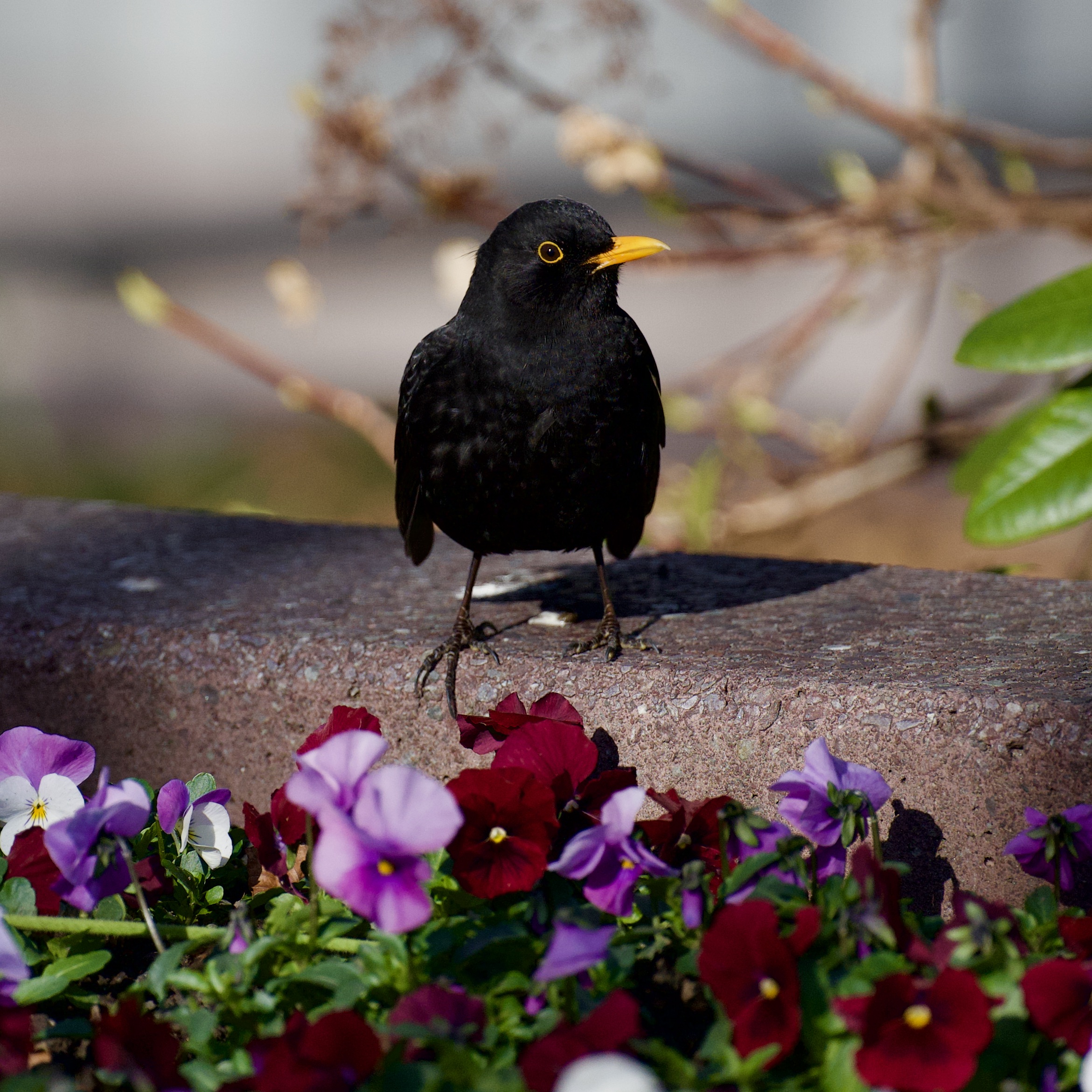 Blackbird Among Flowers