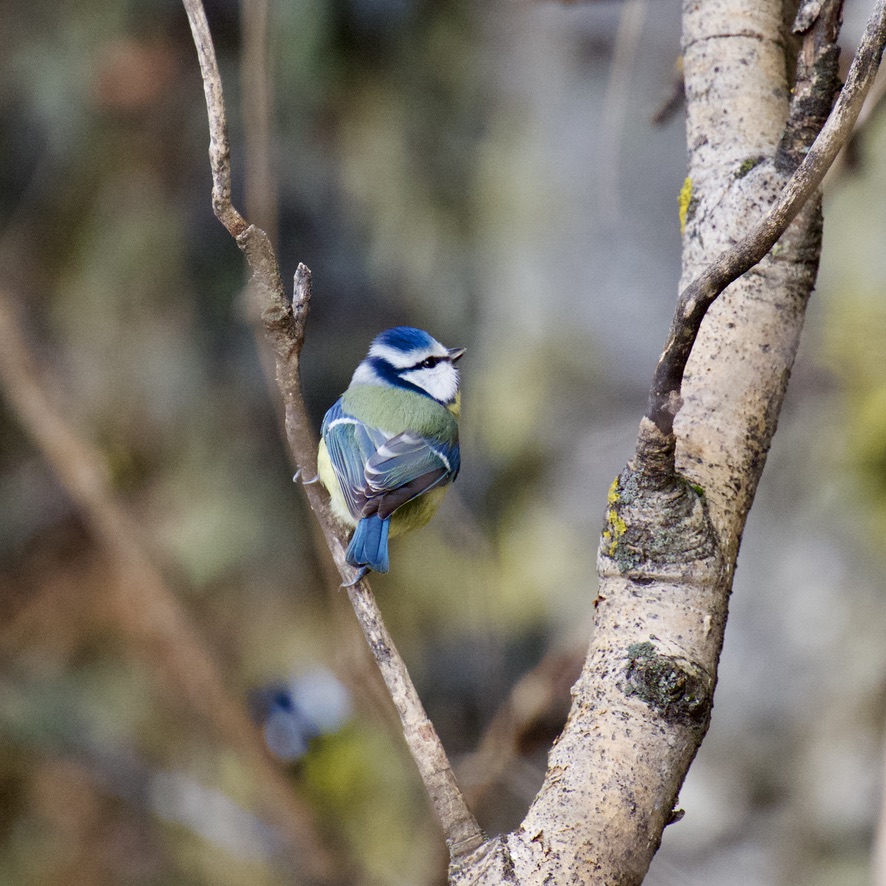 Perched Blue Tit