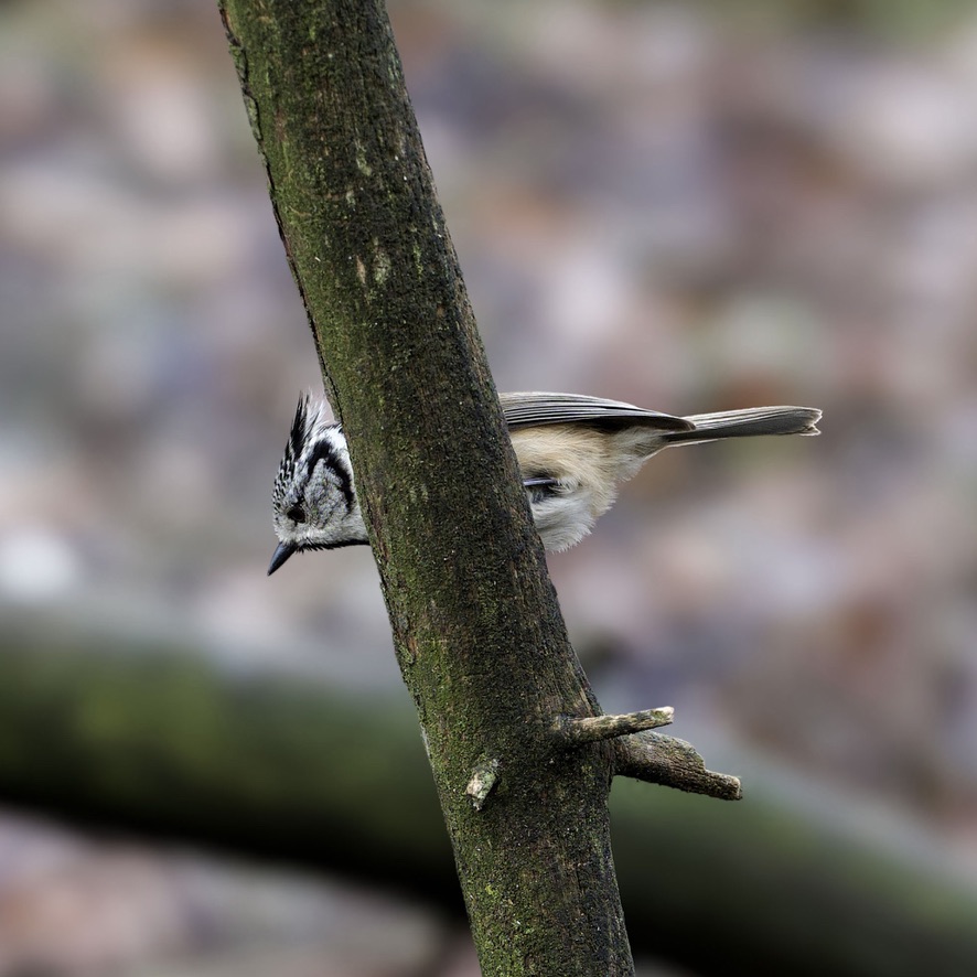 Crested Tit