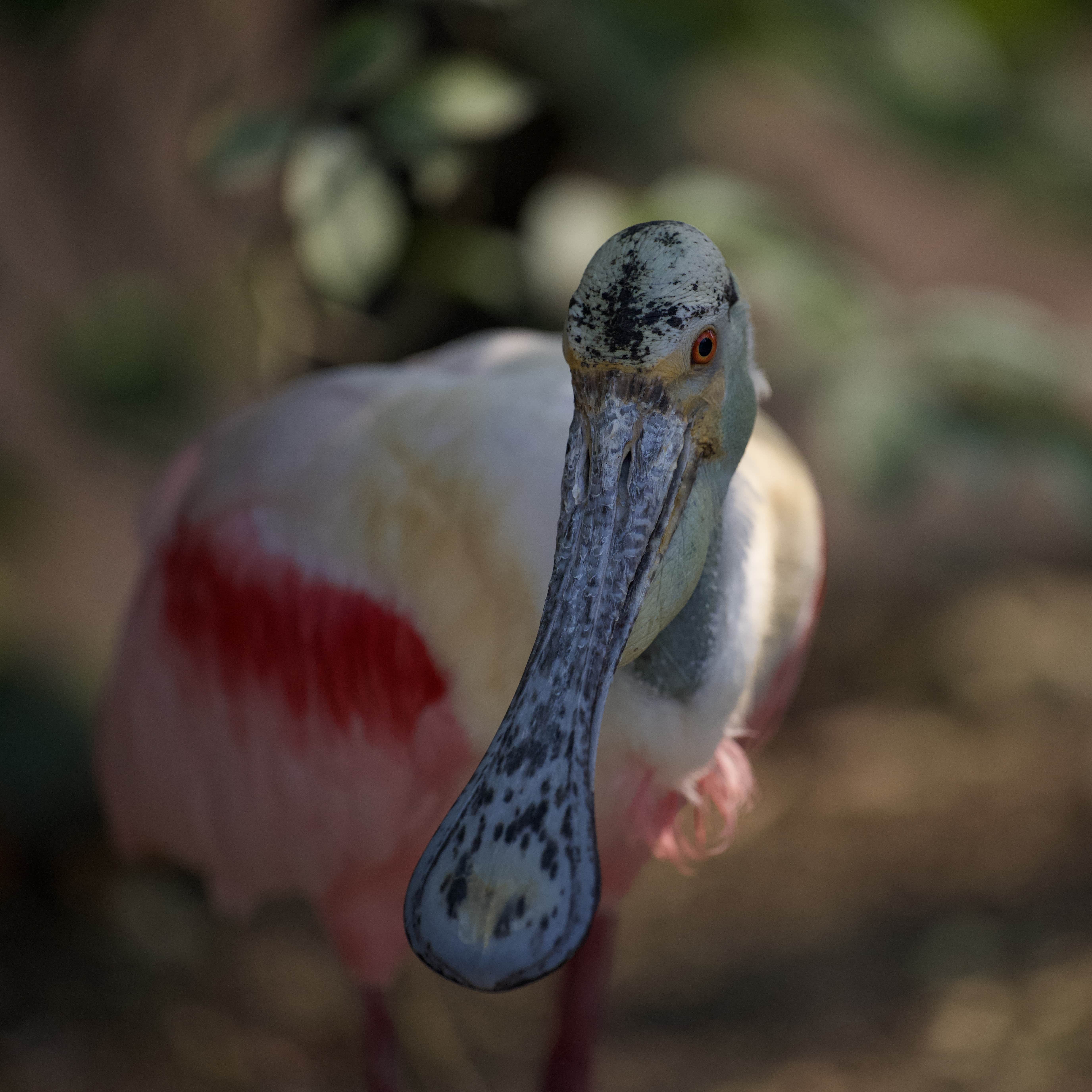 Spoonbill in Focus