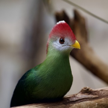 Red-Crested Turaco